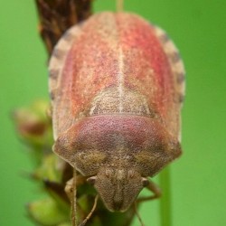 Eurygaster testudinaria